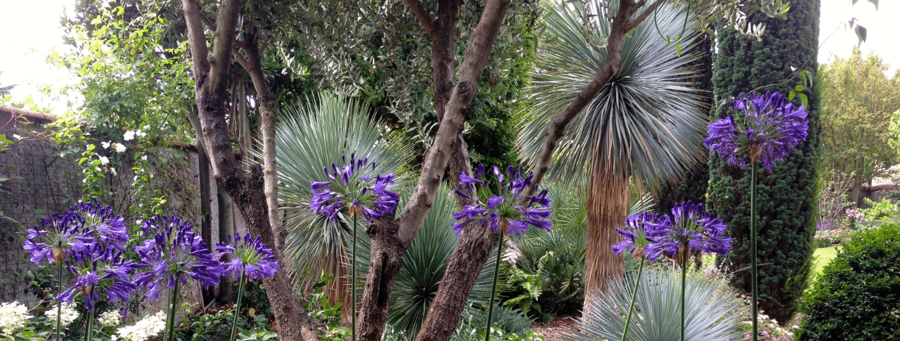 Jardin fleuri d'agapanthes